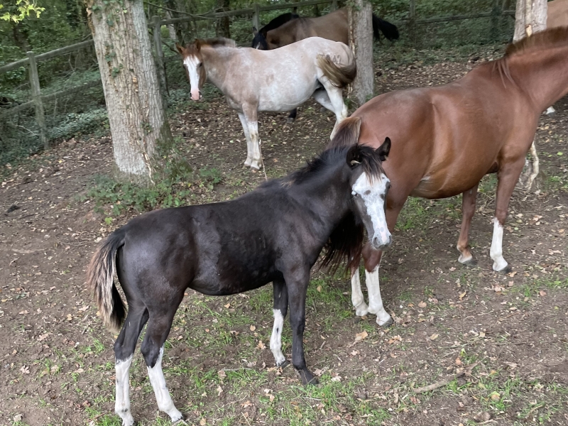 DE LAS ROCAS MILONGA 02