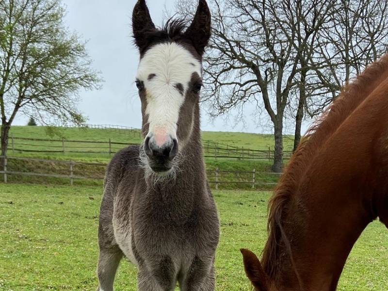 DE LAS ROCAS MILONGA 03 1