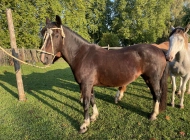 Patacon CELESTINA 01