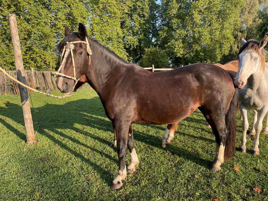 Patacon CELESTINA 01