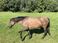 AVERIAS ABRAN CANCHA 01