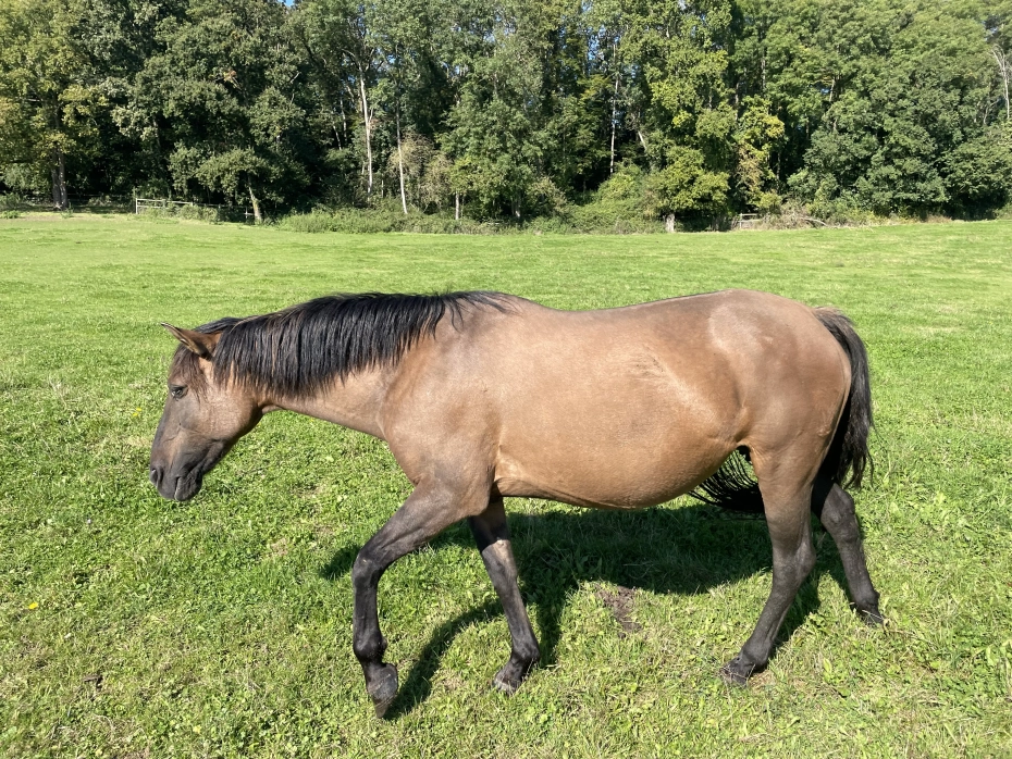AVERIAS ABRAN CANCHA 01