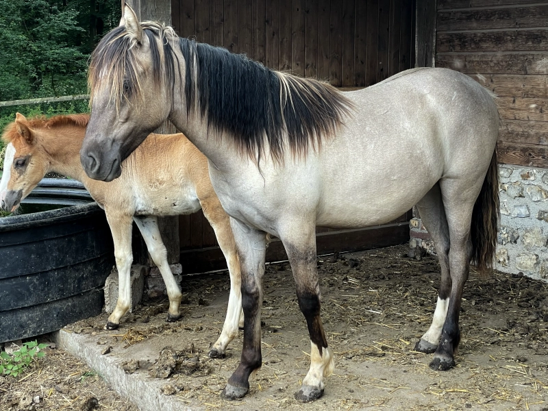 DE LAS ROCAS NOBLEZA 03