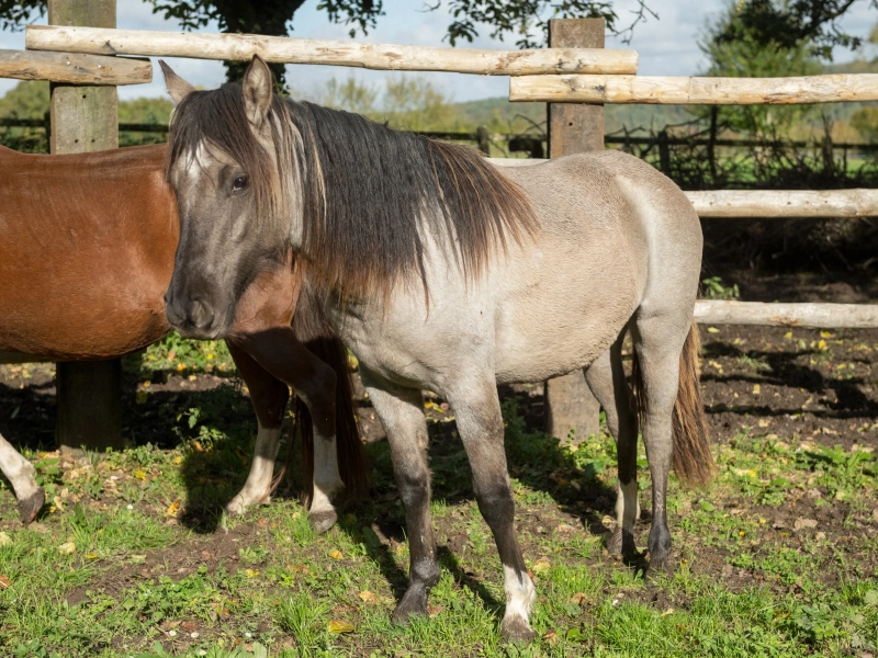 DE LAS ROCAS NOBLEZA 04