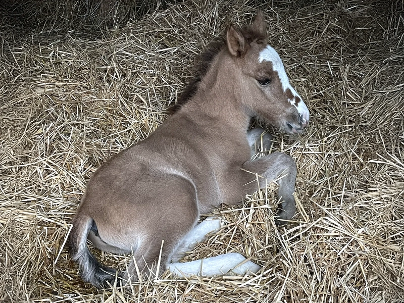 DE LAS ROCAS NUNO 03