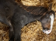 DE LAS ROCAS OJALA 01