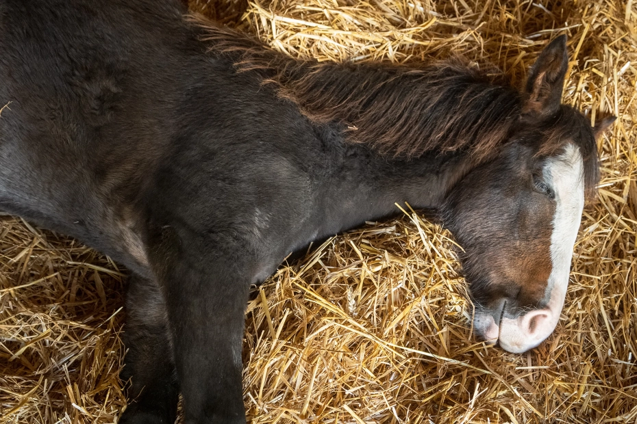 DE LAS ROCAS OJALA 01