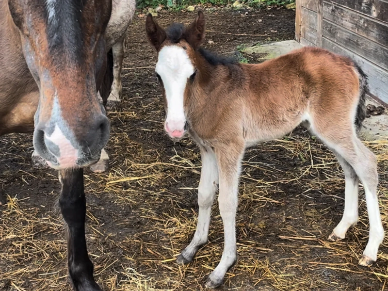 DE LAS ROCAS OJALA 02