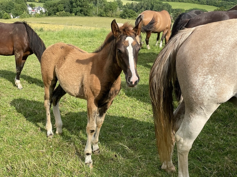 DE LAS ROCAS OJANITA 04