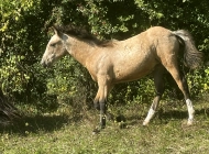 DE LAS ROCAS ORACLE 01