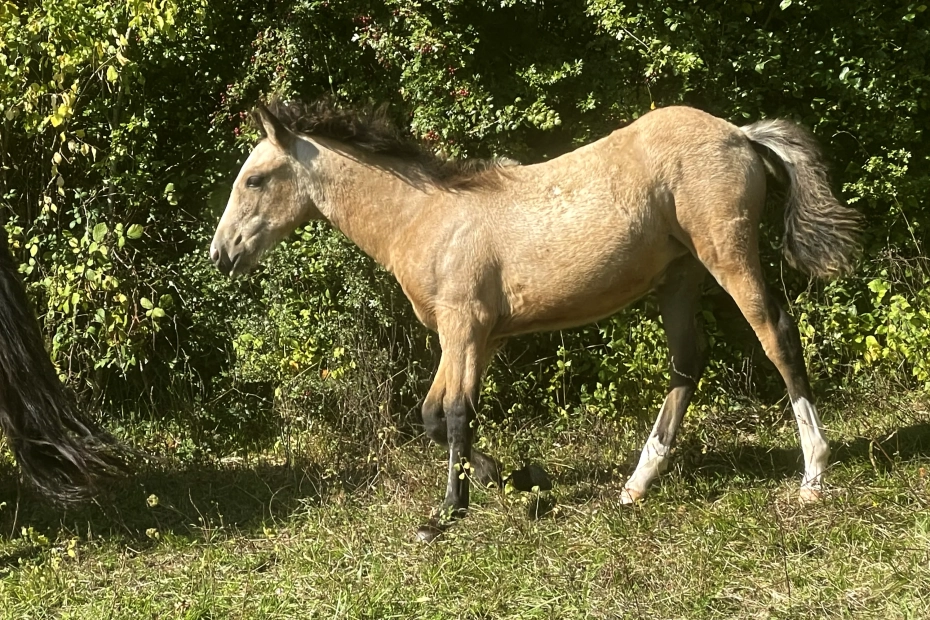 DE LAS ROCAS ORACLE 01