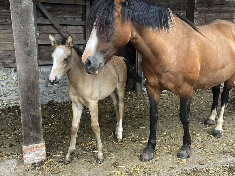 DE LAS ROCAS ORACLE 02