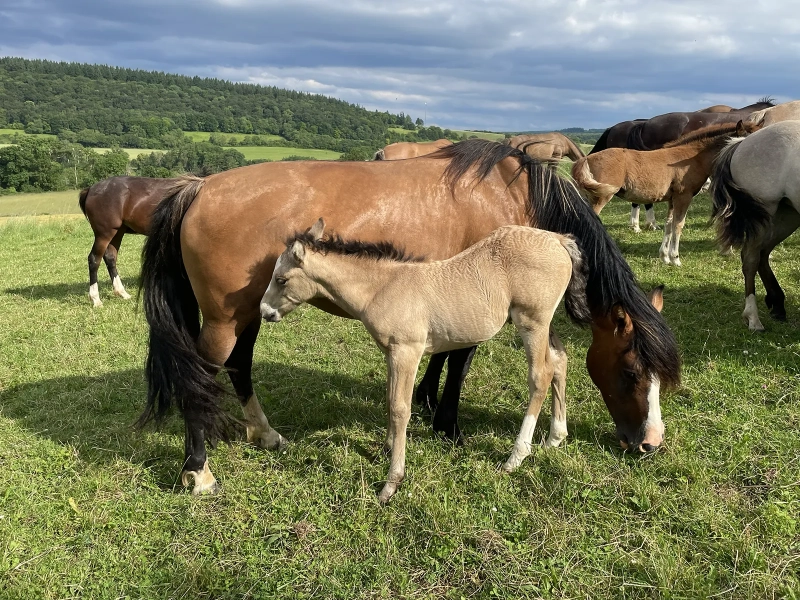 DE LAS ROCAS ORACLE 03