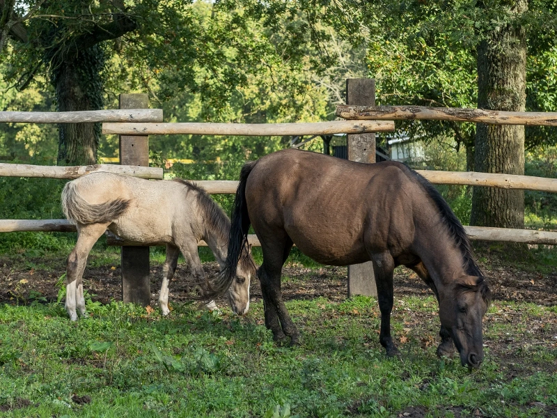 DE LAS ROCAS ORAGE 02