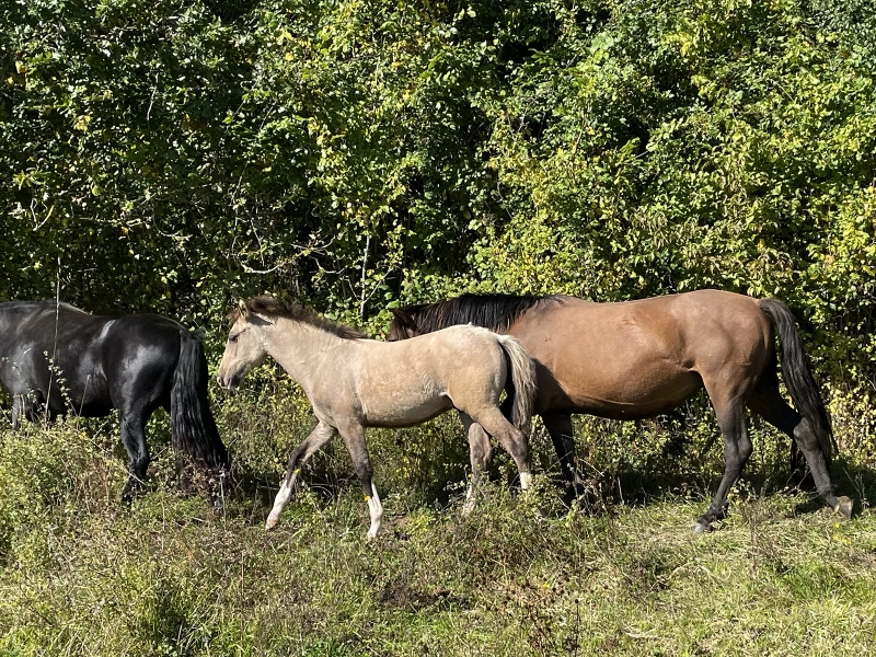 DE LAS ROCAS ORAGE 03