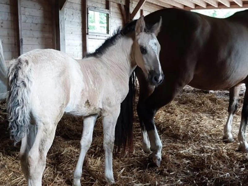 DE LAS ROCAS ORGULLOSA 03