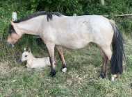 De Baviera Nelida 01