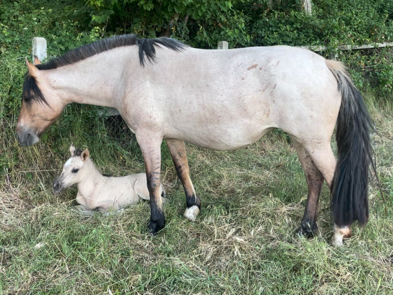 De Baviera Nelida 01