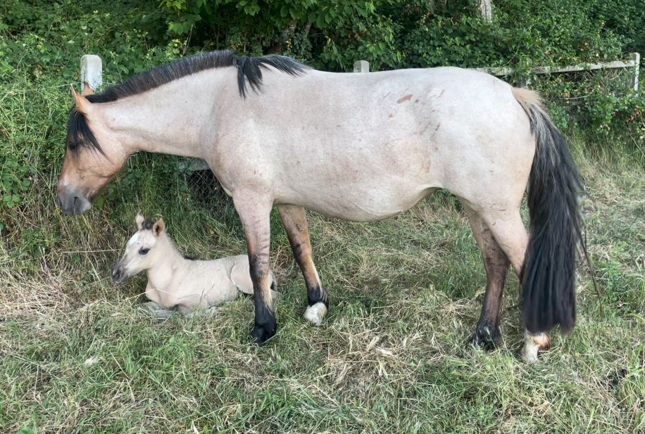 De Baviera Nelida 01