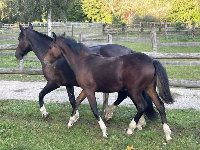 De Las Rocas NOLA 02