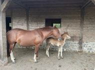 De la Selva DALIA 01