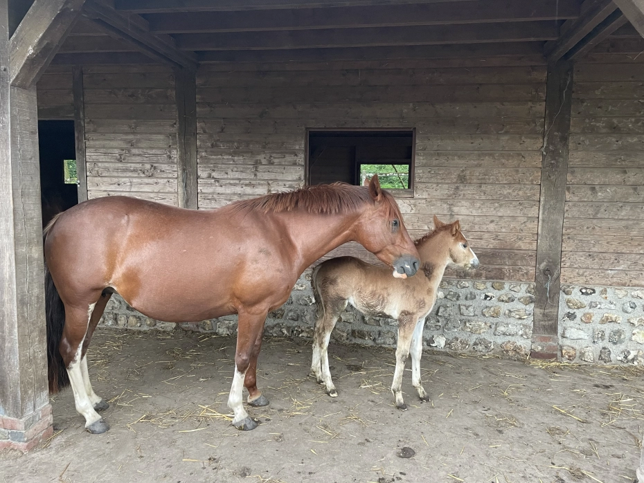 De la Selva DALIA 01