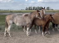 Del Siete JIJONITA 03