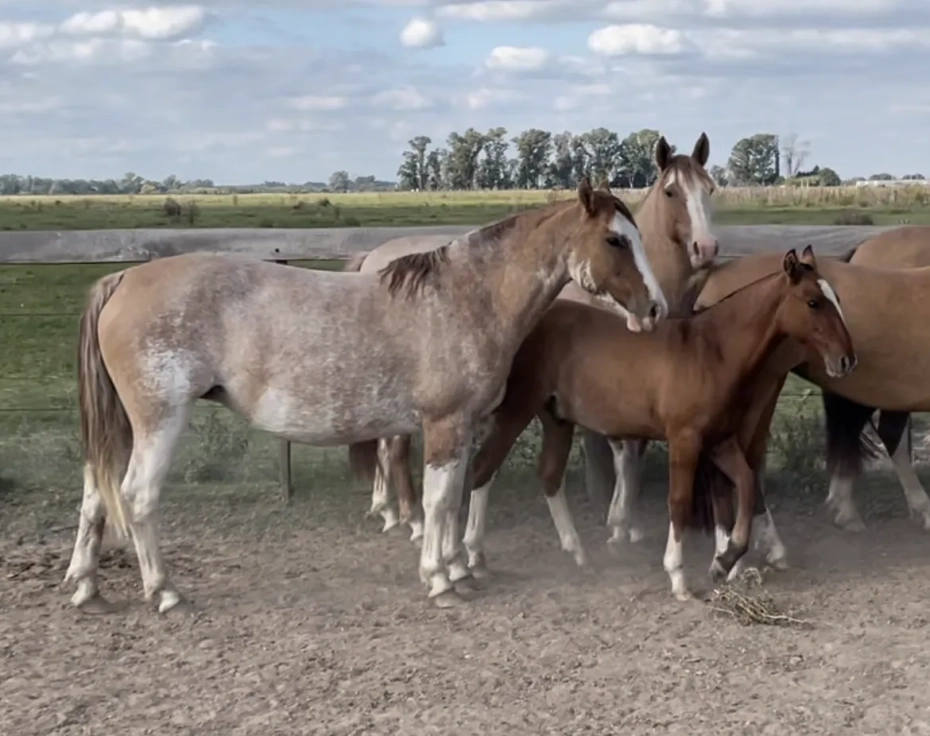 Del Siete JIJONITA 03