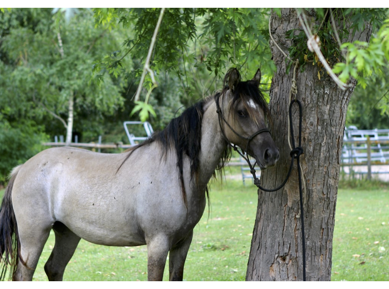 att.5 SI9VoljiWtSrtubvCHBfRIEqSmVV2yy9JmFWfxm94