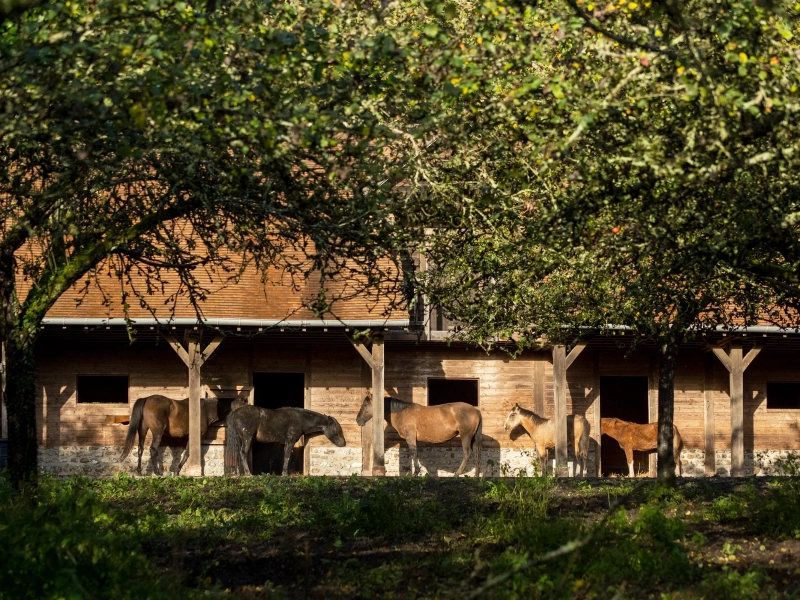 criollos de las rocas 00