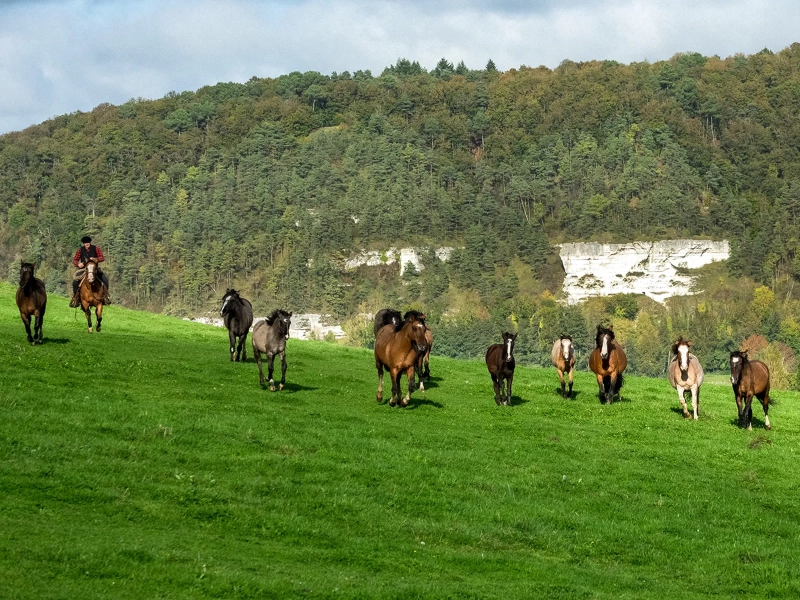 criollos de las rocas 01B
