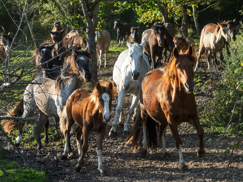 criollos de las rocas 02