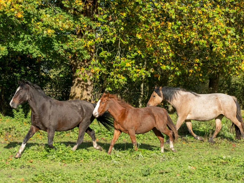 criollos de las rocas 03