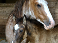 att.Ki3y7PgcdeOHtnuSeIDCaFgnOWI7e2i94pRR1IxnSSU