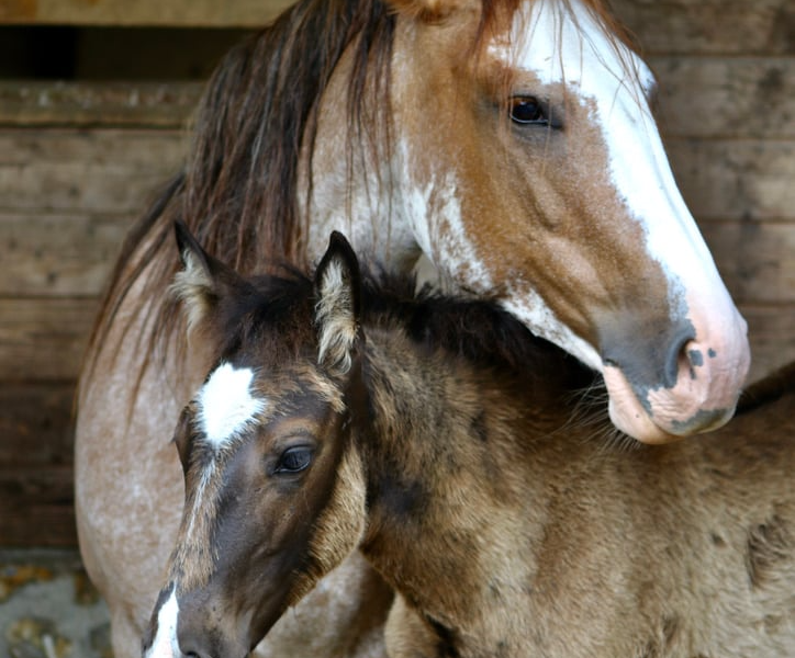 att.Ki3y7PgcdeOHtnuSeIDCaFgnOWI7e2i94pRR1IxnSSU