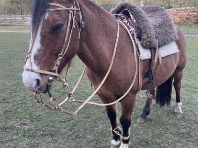 Gato en bride gaucha Gato en bride gaucha