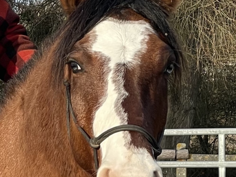 Malambo (face) Malambo face