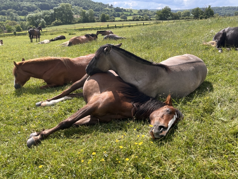 poulais au repos